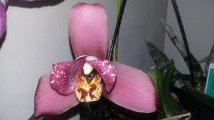 Lycaste Kiama