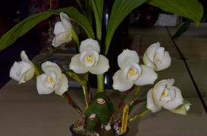 Lycaste Macama