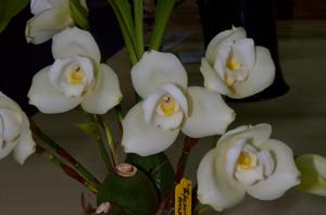 Lycaste Macama