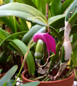 Masdevallia Redwing