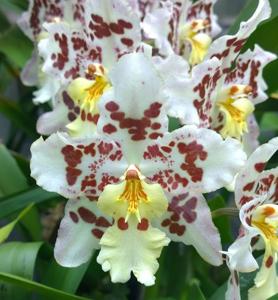 Oncidium Franz Wichmann