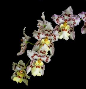 Oncidium Franz Wichmann