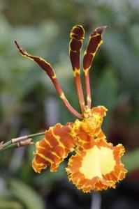 Psychopsis Kalihi