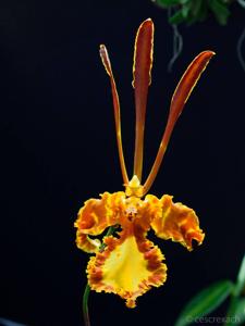 Psychopsis Kalihi