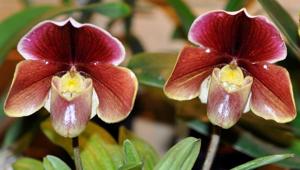 Paphiopedilum Chilton