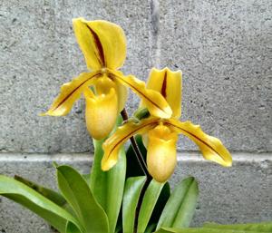 Paphiopedilum Druid Spring