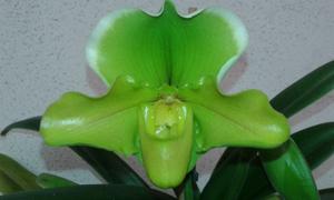 Paphiopedilum Magic Mood