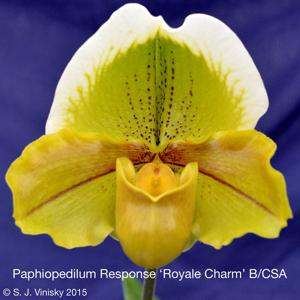 Paphiopedilum Response