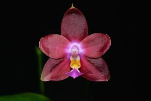 Phalaenopsis Penang Girl