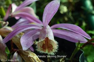 Pleione Rakata