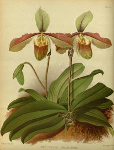 Cypripedium amesianum