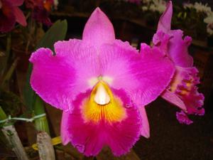 Rhyncholaeliocattleya Hisako Akatsuka