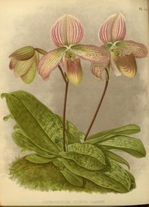 Cypripedium concolawre