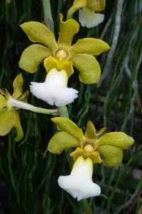 Vandachostylis Thai Noi