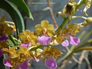 Vandachostylis Thai Noi