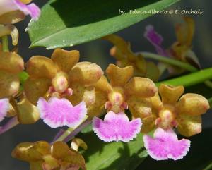 Vandachostylis Thai Noi