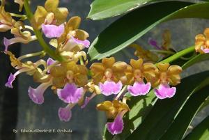 Vandachostylis Thai Noi