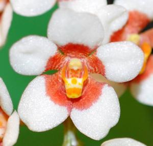 Sarcochilus Heidi