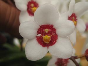 Sarcochilus Heidi