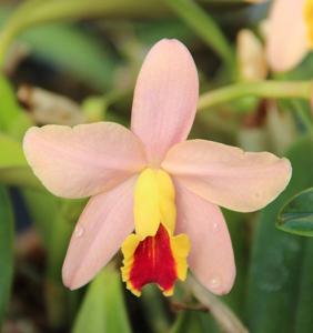 Cattleya Crystelle Smith