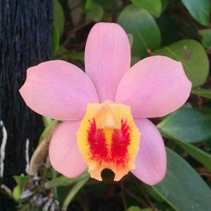 Cattleya Crystelle Smith