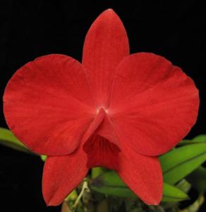 Cattleya Minipet