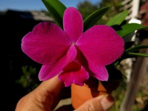 Cattleya Seagulls Crawfish Pie