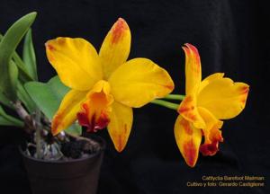 Cattlianthe Barefoot Mailman