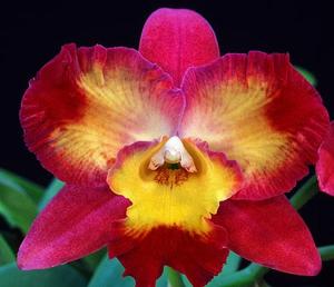 Cattleya Glowing Embers (1968)