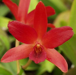 Cattlianthe Golden Wax