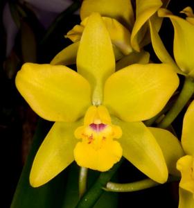 Cattlianthe Golden Wax