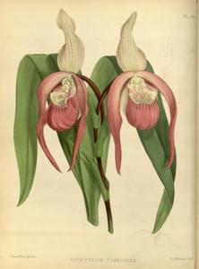 Cypripedium schroederae