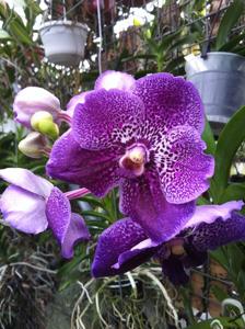 Vanda Robert's Delight