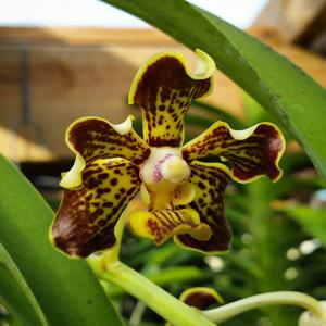 Vanda Trimerrill