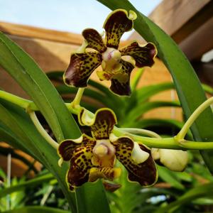 Vanda Trimerrill