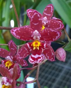 Cyrtocidium Kolibri