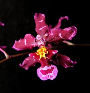 Cyrtocidium Kolibri