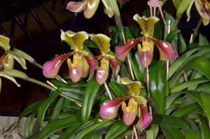 Paphiopedilum Invincible