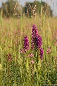 Dactylorhiza aschersoniana