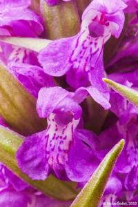 Dactylorhiza aschersoniana