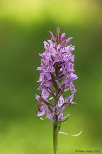 <i>Dactylorhiza</i> x <i>braunii</i> nothosubsp. <i>lilacina</i>