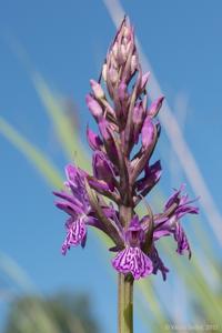 <i>Dactylorhiza</i> x <i>prochazkana</i>