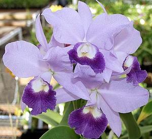 Cattlianthe Blue Dynasty