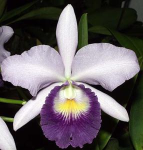 Cattlianthe Blue Dynasty