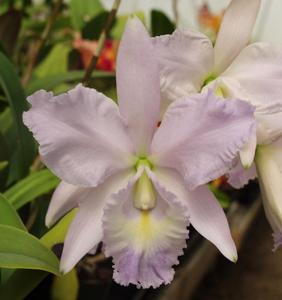 Cattleya Sea Breeze