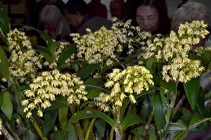 Dendrobium gracillimum