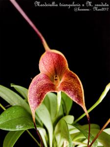 Masdevallia Teipels Stardust