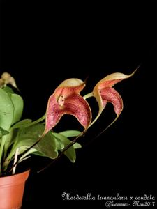 Masdevallia Teipels Stardust