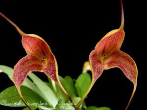 Masdevallia Teipels Stardust