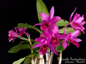 Guarianthe laelioides